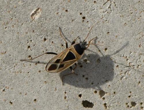 Réf. 216 900 : Xanthochilus saturnius